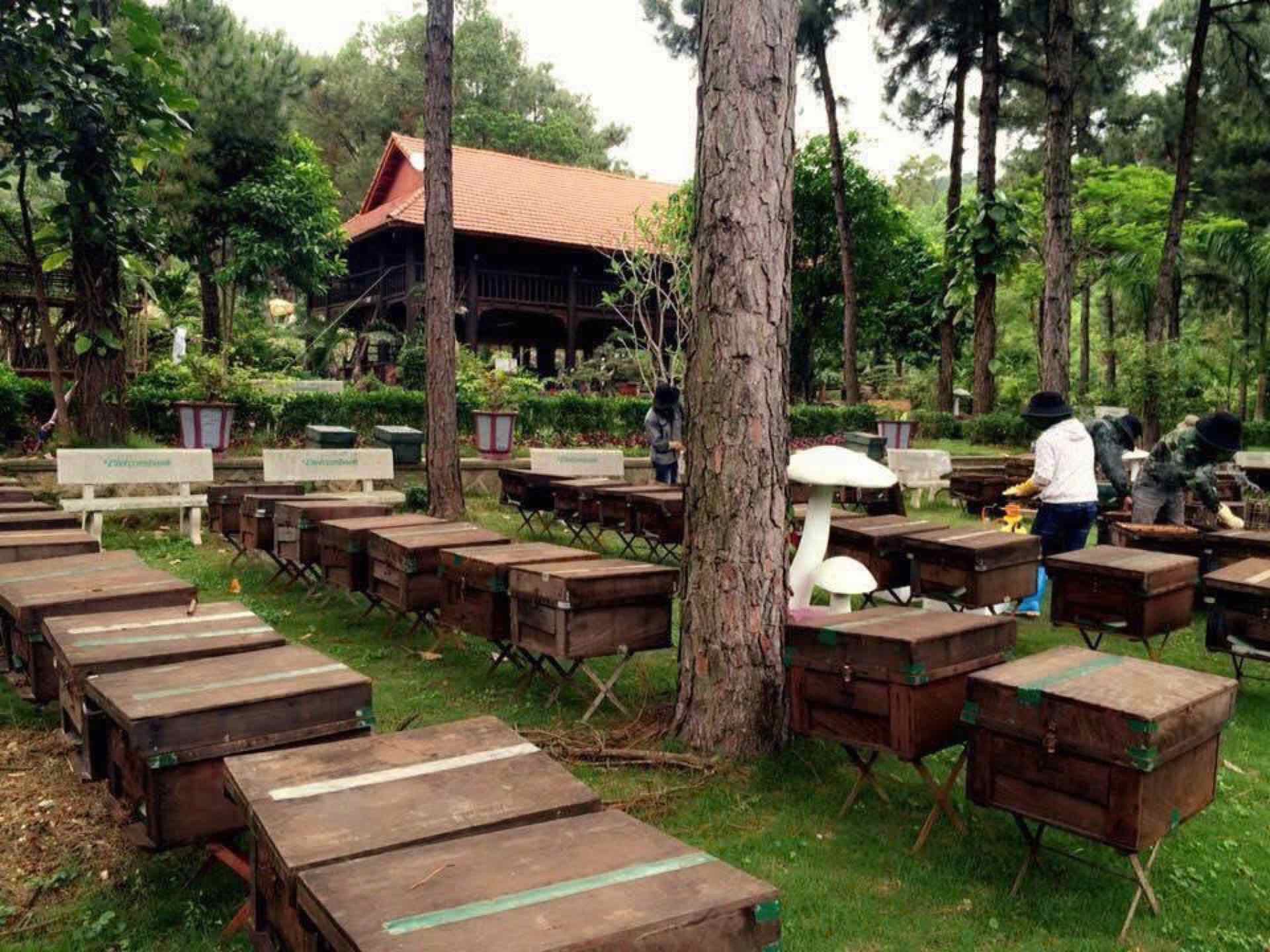 Trại ong SBEE dưới tán thông vùng Côn Sơn